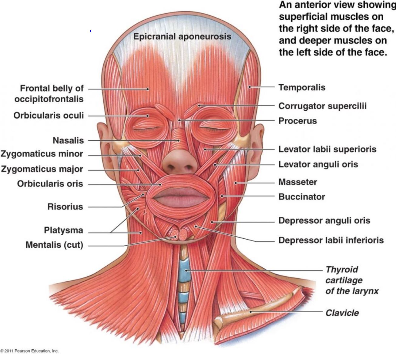 facial muscle